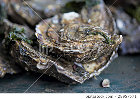 Raw oysters production line  29957571