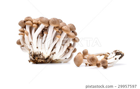 shimeji mushrooms brown varieties on white shimeji mushrooms brown varieties on white 29957597