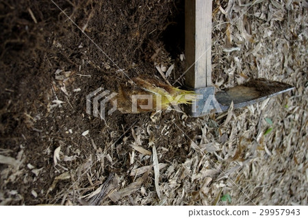 竹筍(馬) 竹筍(馬) 29957943