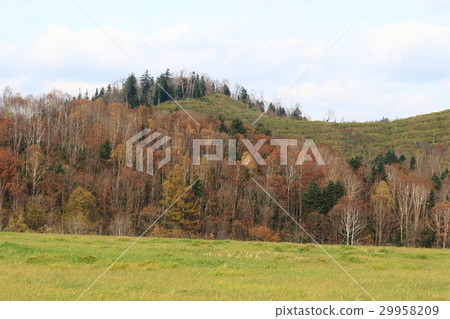 北海道 風景 丘陵 北海道 風景 丘陵 29958209