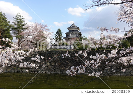 Cherry blossoms and Matsumoto castle castle tower (April) 29958399