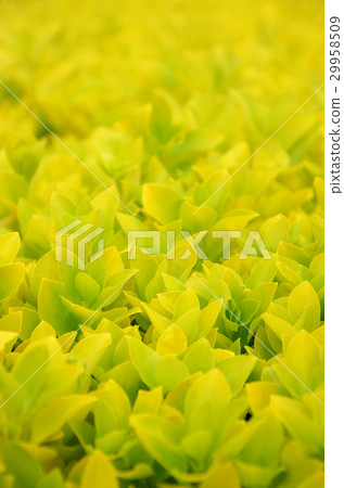 日本衛矛 29958509