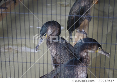 Cormorant 29958637