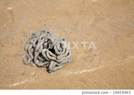 Arenicola marina or lug worm 29958963