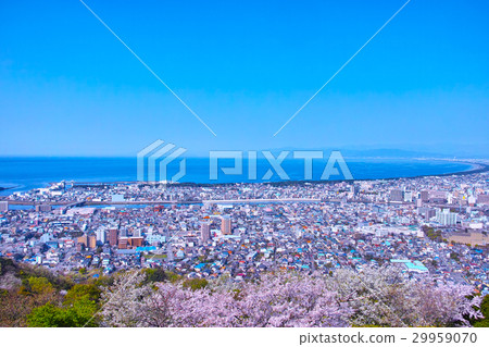 The streets of Suruga Bay and Numazu seen from the cherry-blossoming Kukushiyama The streets of Suruga Bay and Numazu seen from the cherry-blossoming Kukushiyama 29959070