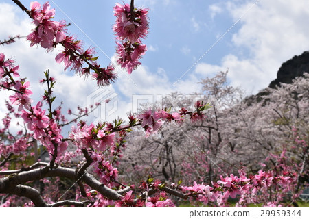 Momohatake Momohatake 29959344