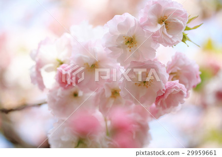 Double cherry blossoms 29959661