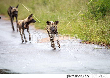 African wild dog running towards the camera. 29959698