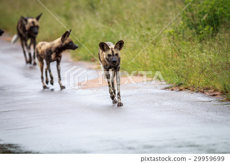 African wild dog running towards the camera. 29959699