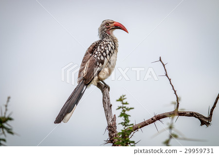 Red-billed hornbill on a branch. 29959731