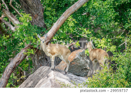 Two Klipspringers on a rock. Two Klipspringers on a rock. 29959737