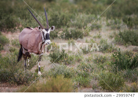 Gemsbok in the grass. Gemsbok in the grass. 29959747