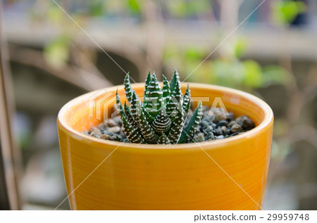 Zebra talons Zebra talons 29959748