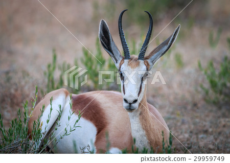 Springbok laying in the grass. Springbok laying in the grass. 29959749