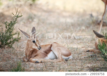 Baby Springbok laying in the grass. Baby Springbok laying in the grass. 29959758