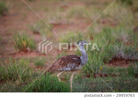 Kori bustard walking in the grass. 29959763