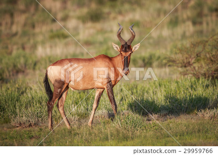 Red hartebeest in the grass. Red hartebeest in the grass. 29959766