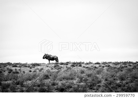 Blue wildebeest in black and white. 29959770