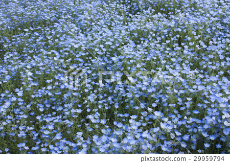 Nemophila field 29959794