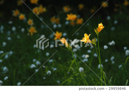 Nikkowige and watazsege 29959846