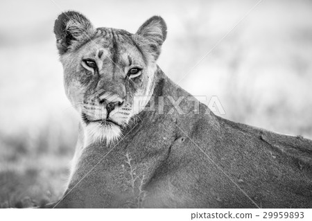 Starring Lioness in black and white. 29959893