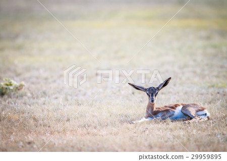 Baby Springbok laying in the grass. Baby Springbok laying in the grass. 29959895