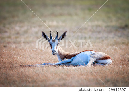 Springbok laying in the grass. Springbok laying in the grass. 29959897