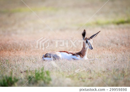 Baby Springbok laying in the grass. Baby Springbok laying in the grass. 29959898