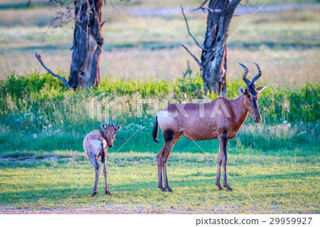 Red hartebeest with a baby. 29959927