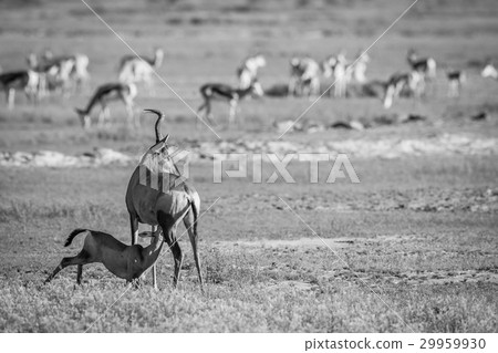 Suckling baby Red hartebeest in black and white Suckling baby Red hartebeest in black and white 29959930