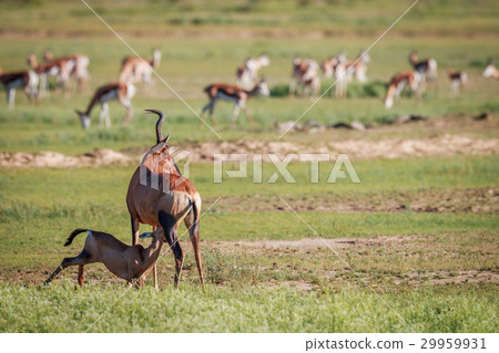 Suckling baby Red hartebeest. Suckling baby Red hartebeest. 29959931