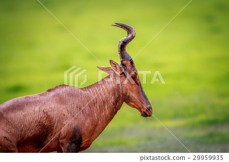 Side profile of a Red hartebeest. Side profile of a Red hartebeest. 29959935