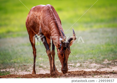 Red hartebeest in the mud. Red hartebeest in the mud. 29959937