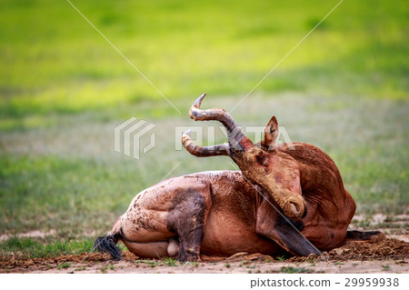 Red hartebeest in the mud. Red hartebeest in the mud. 29959938