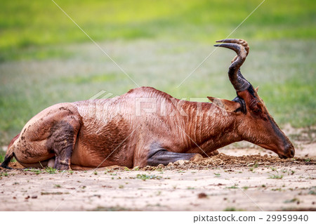 Red hartebeest in the mud. 29959940