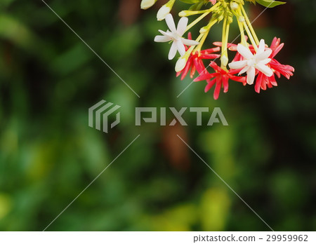 Chinese honey Suckle flower, Rangoon creeper, Chinese honey Suckle flower, Rangoon creeper, 29959962
