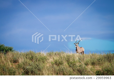 Gemsbok on a ridge. 29959963