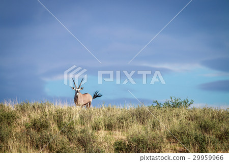 Gemsbok on a ridge. Gemsbok on a ridge. 29959966