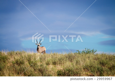 Gemsbok on a ridge. Gemsbok on a ridge. 29959967