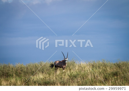 Gemsbok on a ridge. 29959971