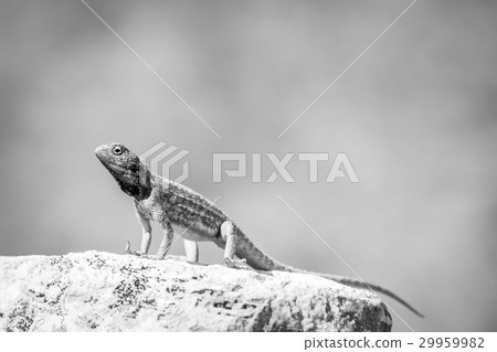 Ground agama basking on a rock in black and white. Ground agama basking on a rock in black and white. 29959982