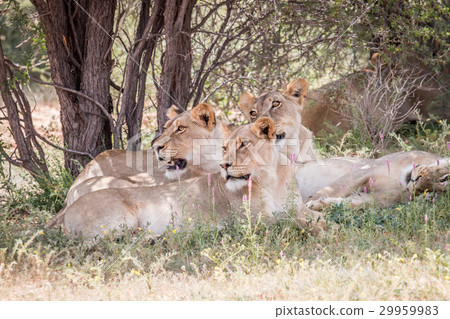 Group of Lions looking left. Group of Lions looking left. 29959983