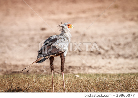 Secretary bird in the grass. 29960077