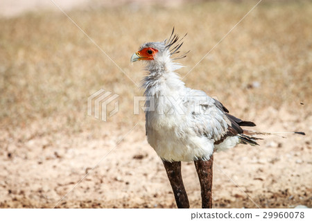 Secretary bird in the grass. 29960078