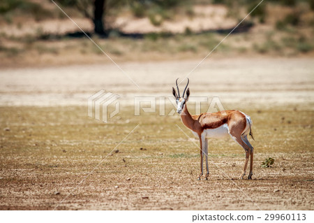 Springbok starring at the camera. Springbok starring at the camera. 29960113