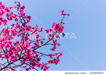 櫻花,植物,樹木,Cherry blossoms 29960694
