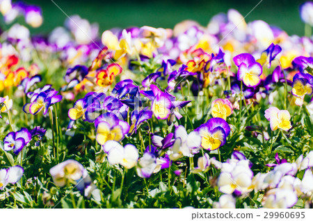 花圃,植物,花園,公園,花朵,flower 29960695