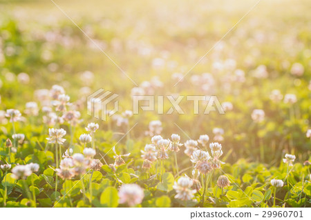 白色花朵,花,草地,植物,花,花朵,草,Flowers, grass 29960701