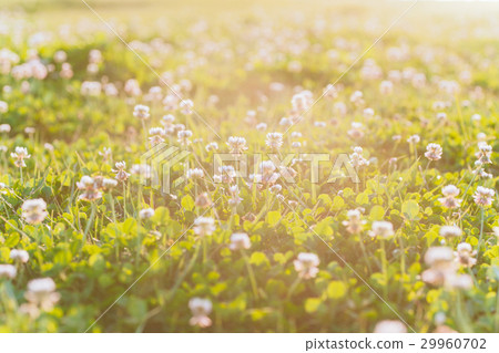 White flowers, flowers, grass, plants, flowers, grass, Flowers, grass 29960702