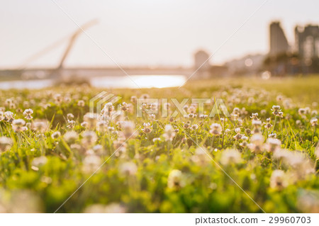 White flowers, flowers, meadows, plants, grass, flowers, Flowers, grass 29960703